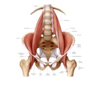 The Importance of the Psoas (muscles of the soul) to our health